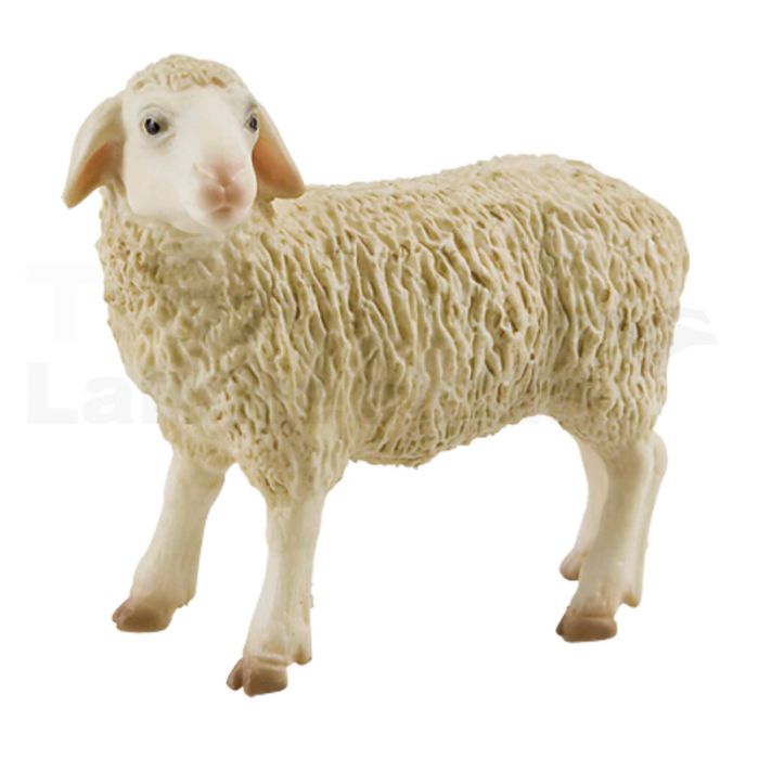 Schaf Schaf