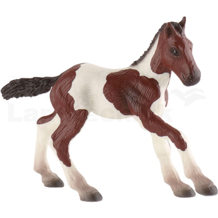Paint Horse Fohlen Paint Horse Fohlen