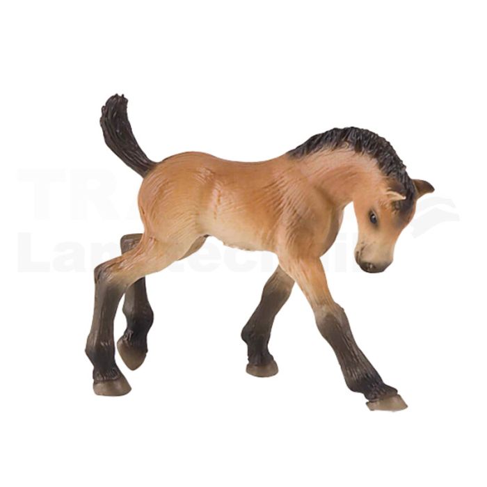 Trakehner Fohlen Trakehner Fohlen