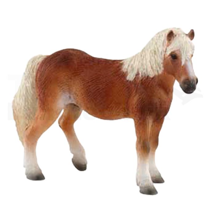 Haflinger Stute Haflinger Stute
