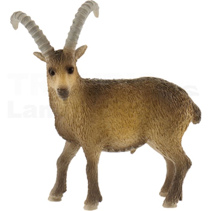 Steinbock Steinbock
