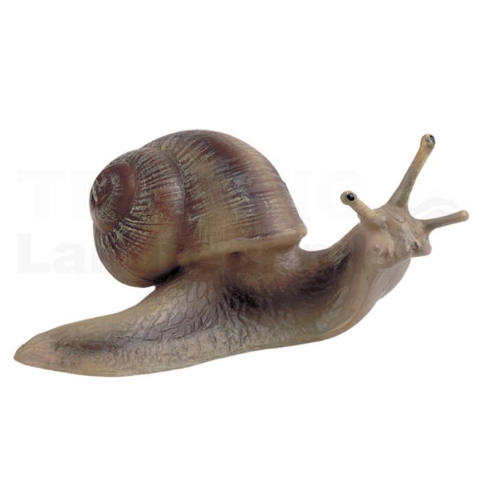 Weinbergschnecke Weinbergschnecke