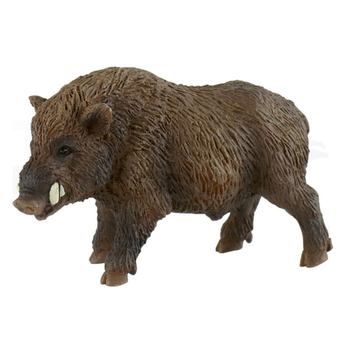 Wildschwein Wildschwein