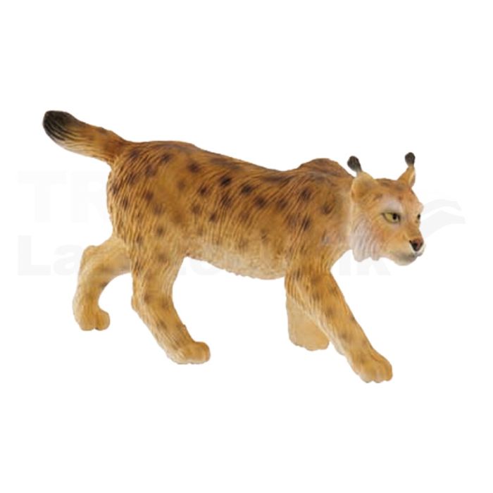 Luchs Luchs