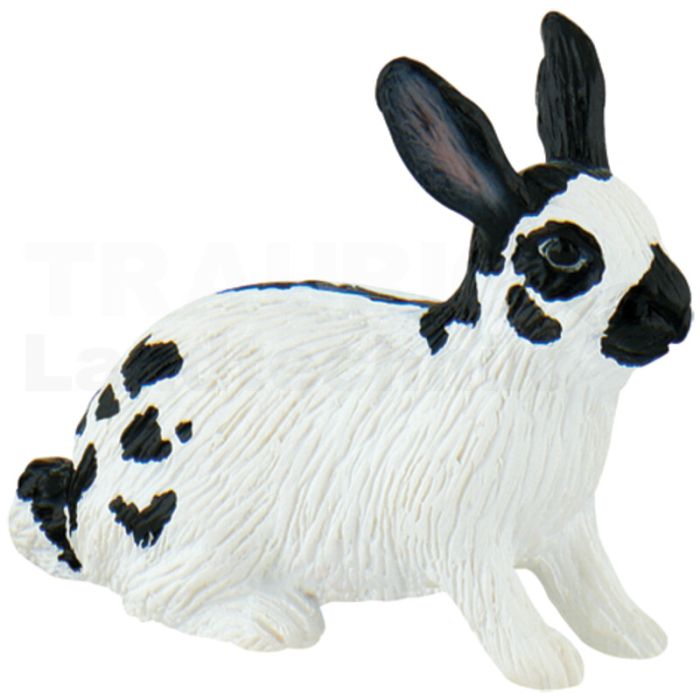 Hase Hase