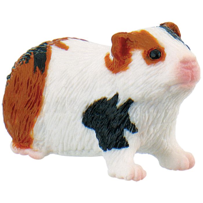 Meerschweinchen Meerschweinchen