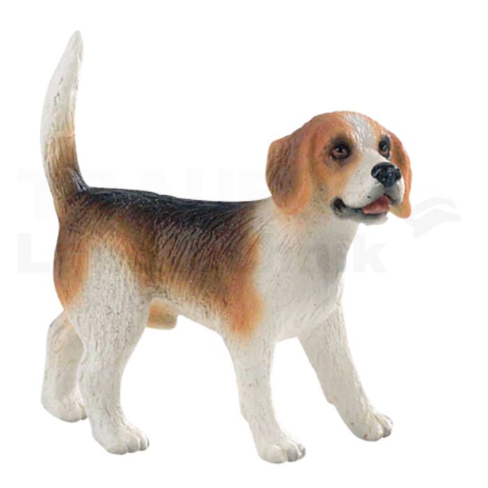 Beagle Henry Beagle Henry