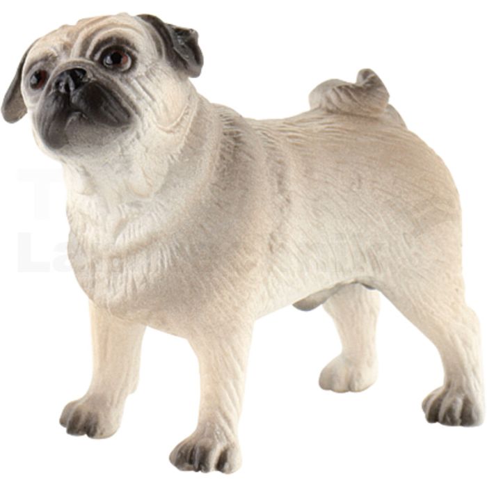 Mops Percy