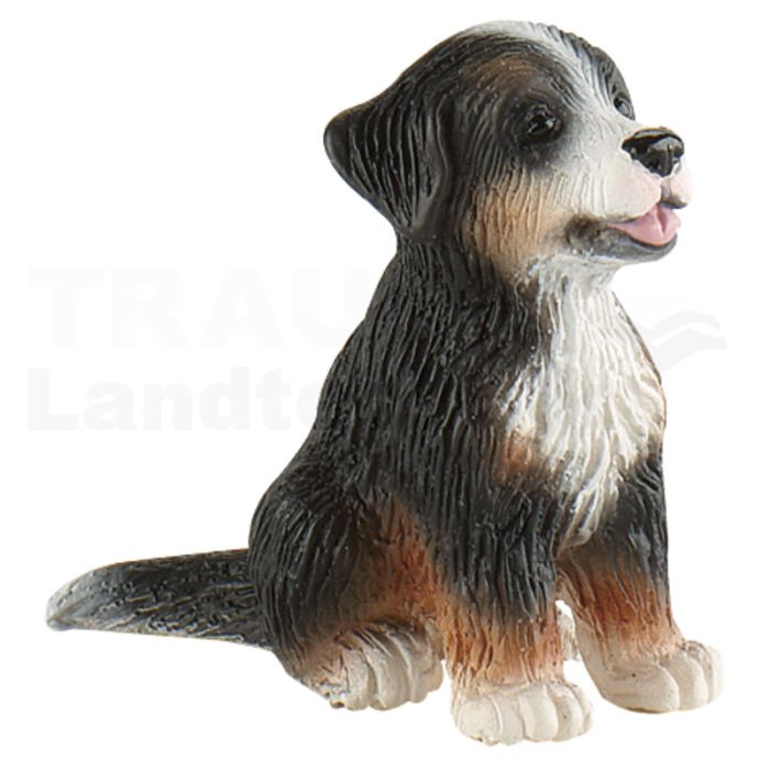 Berner Sennenhund Welpe Joy Berner Sennenhund Welpe Joy