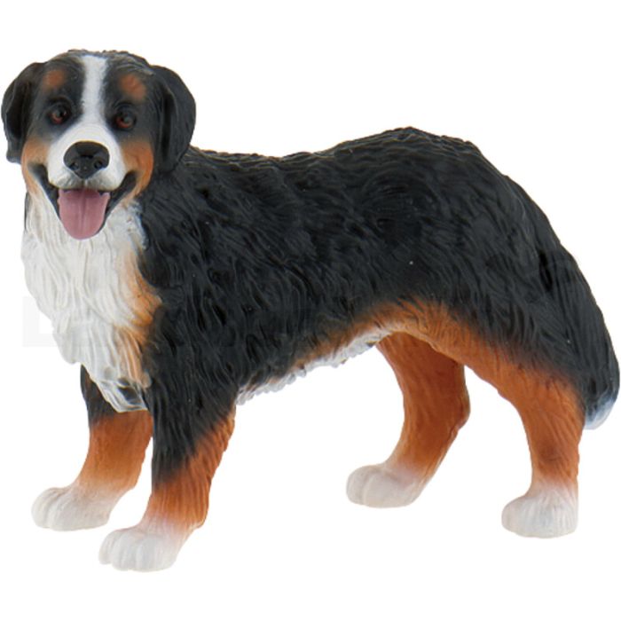 Berner Sennenhund Bianca