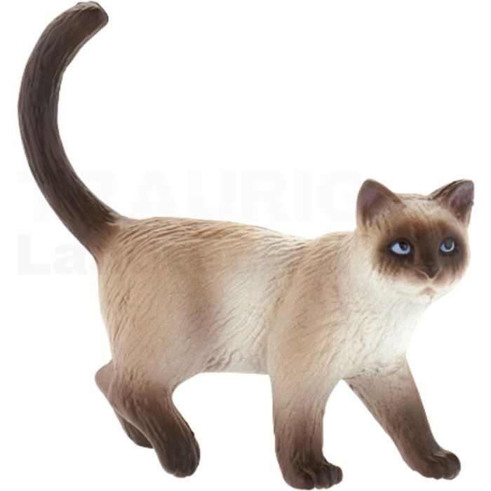 Hauskatze Kimmy Hauskatze Kimmy