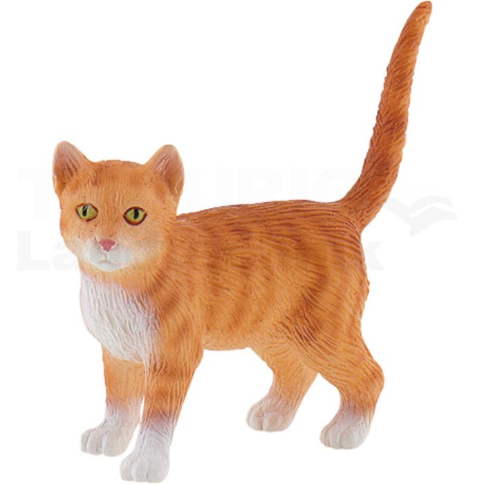 American Shorthair Francis American Shorthair Francis