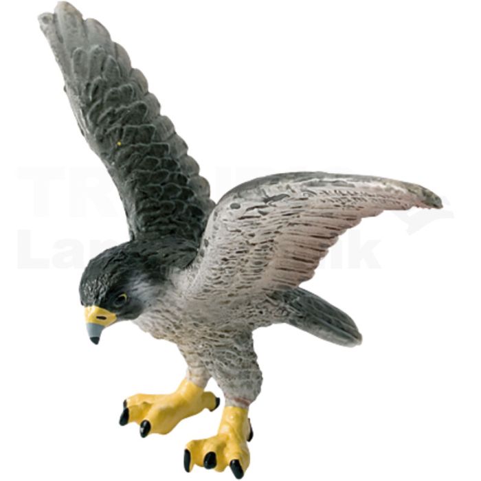 Wanderfalke Wanderfalke