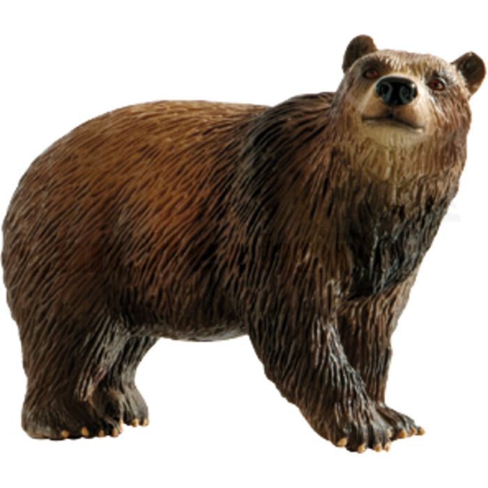 Braunbär Braunbär