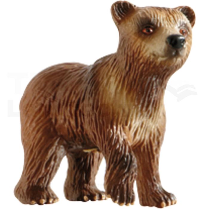 Braunbär Junges Braunbär Junges