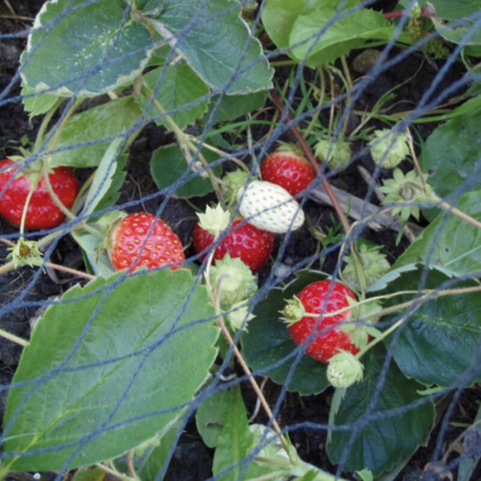 Gartennetz Gartennetz