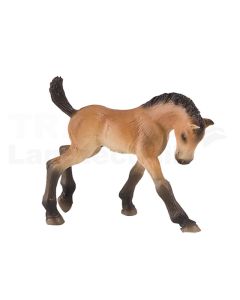 Trakehner Fohlen