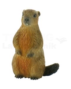 Murmeltier