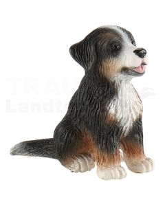 Berner Sennenhund Welpe Joy