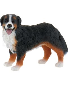 Berner Sennenhund Bianca