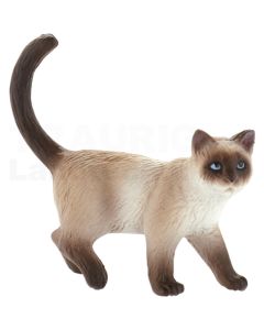 Hauskatze Kimmy