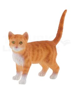 American Shorthair Francis