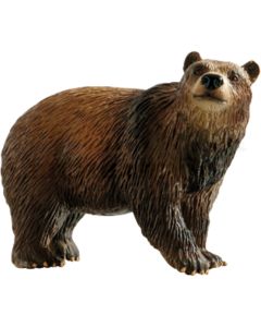 Braunbär