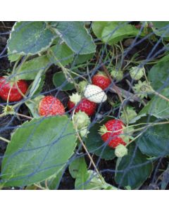 Gartennetz